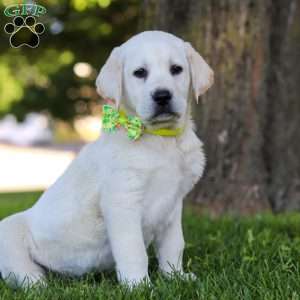 Bobby, Yellow Labrador Retriever Puppy